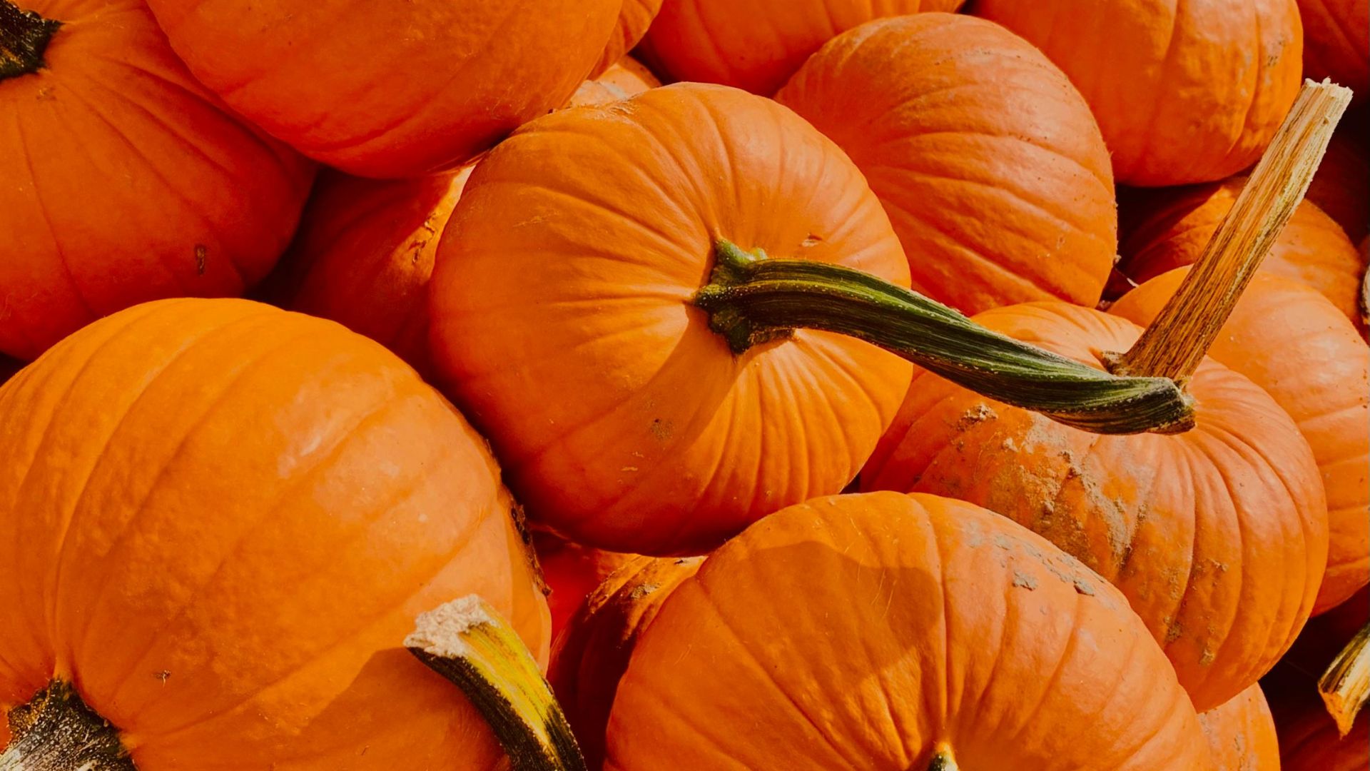 orange pumpkins